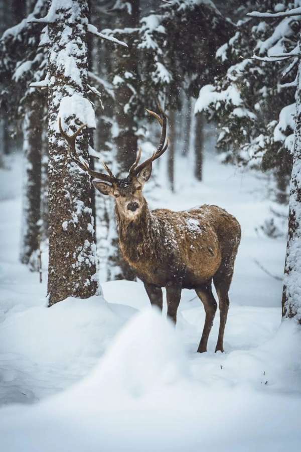 Zimní fauna a flora Lipenska: Co můžete vidět?